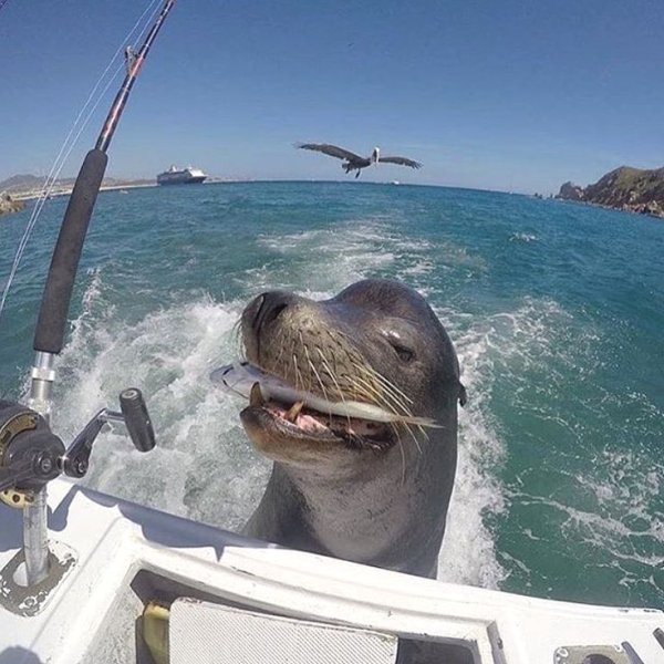 Смешные животные на море