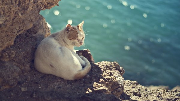 Кота Скай