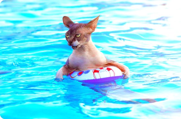 Котик в воде