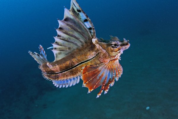 Агономал Джордена