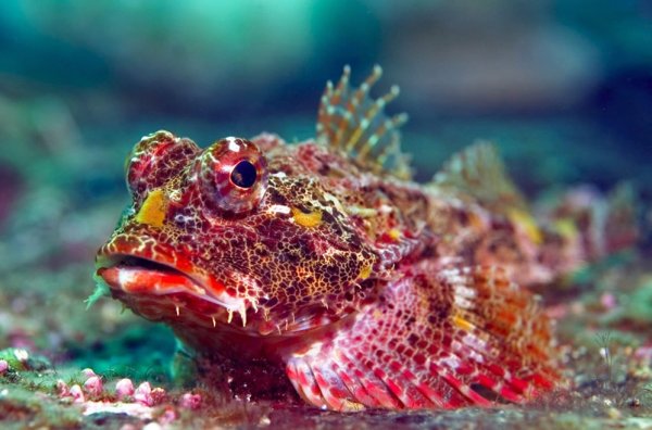 Бычок губан