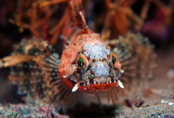 Ихтиофауна японского моря