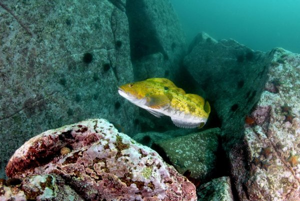 Рыбы японского моря