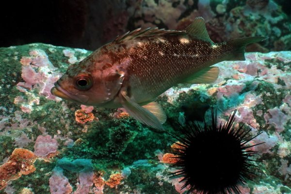 Органический мир японского моря