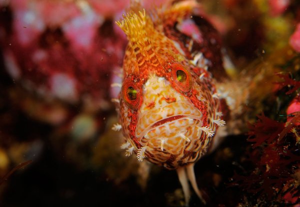 Мохоголовая морская собачка