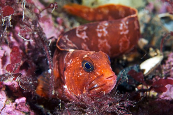 Обитатели Баренцева моря рыбы