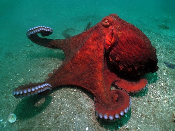 Осьминог японского моря