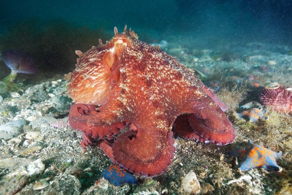 Осьминоги красного моря