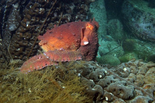 Дальневосточный морской заповедник обитатели