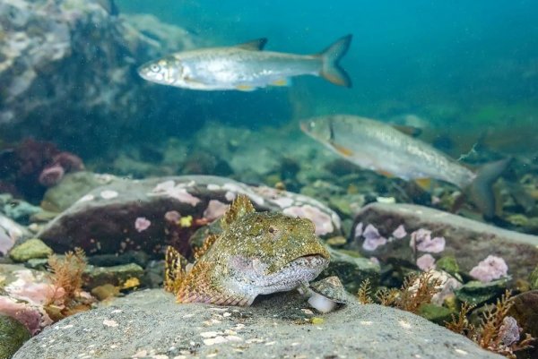 Обитатели японского моря