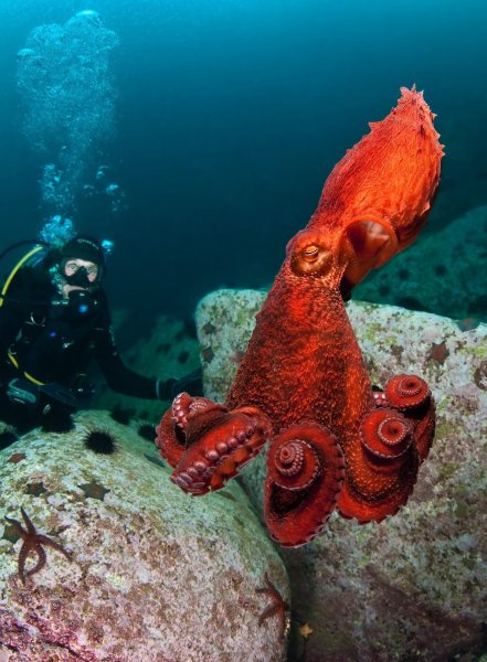 Дальневосточный гигантский осьминог