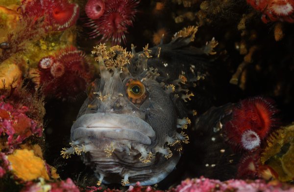 Мохнатоголовая морская собачка