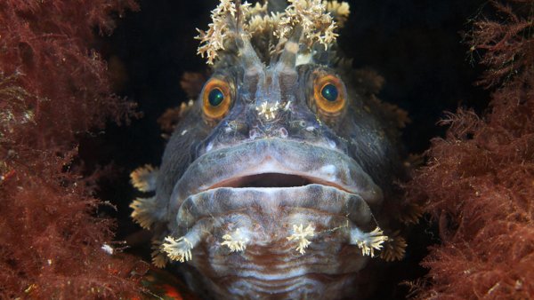 Подводный мир залива Петра Великого