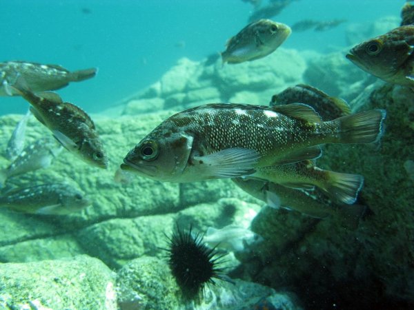 Зубатка Баренцево море