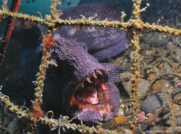 Необычные рыбы