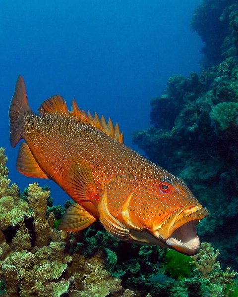 Гильбертидия рыба