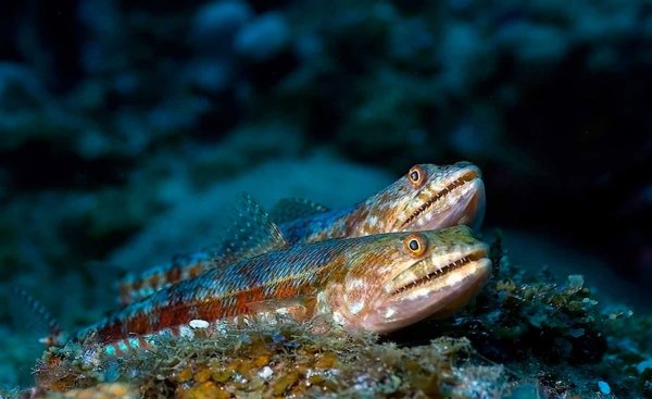 Обитатели морского дна