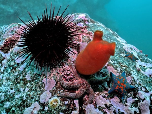 Рыбы японского моря