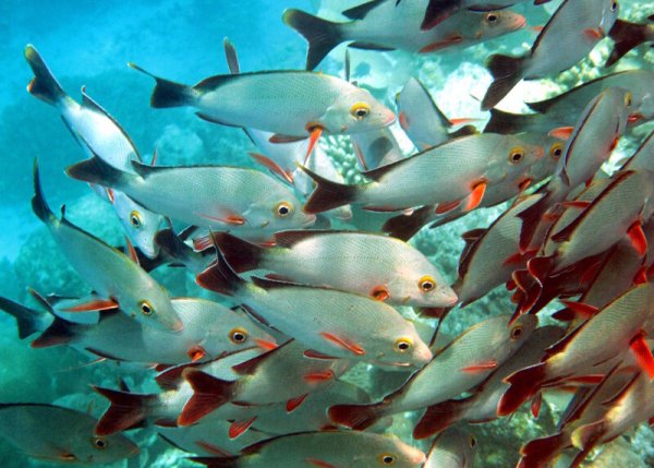 Морские рыбы Японии