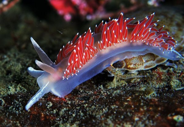 Обитатели японского моря