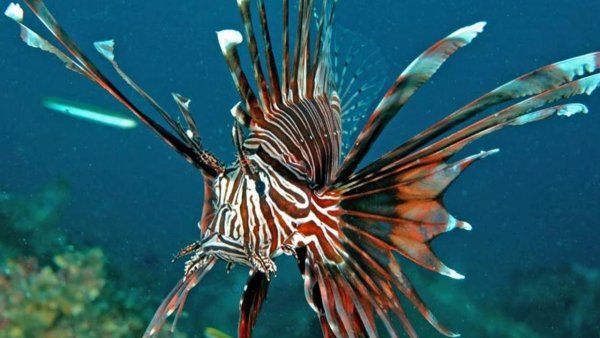 Chirolophis japonicus