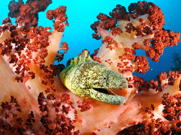 Карп в озере