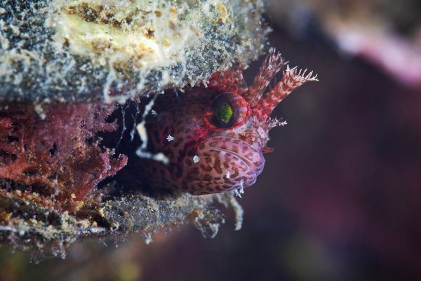 Фауна Охотского моря