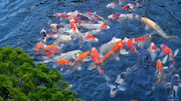 Дальневосточный морской заповедник подводный мир
