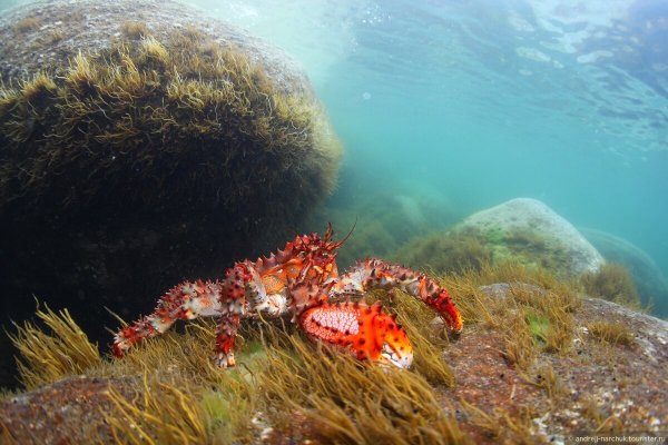 Дальневосточный морской заповедник животные Крабы