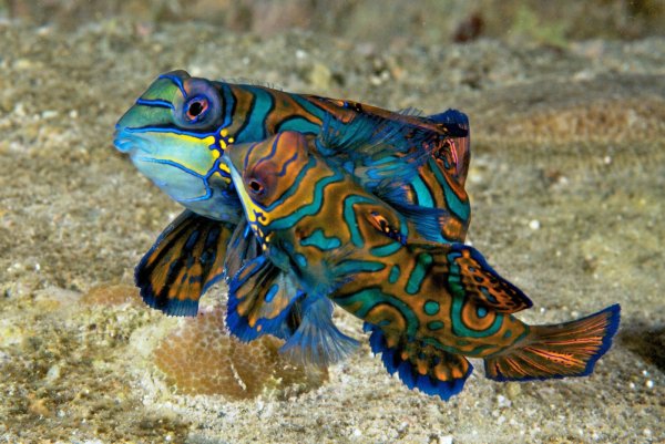 Дальневосточный трепанг