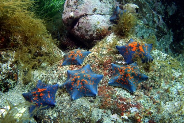 Дальневосточный морской заповедник Камчатский краб