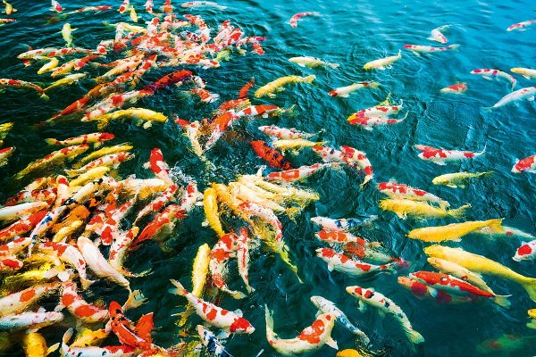 Дальневосточный морской заповедник