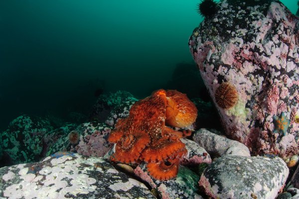 Рыба Тригла морской петух