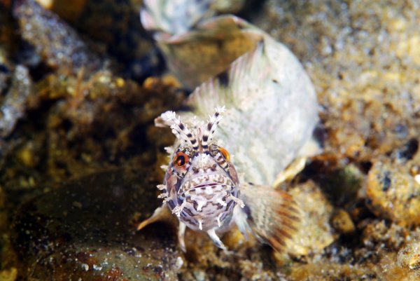 Морская рыба японского моря