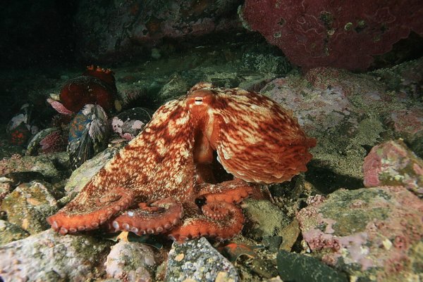 Рыба Лисичка морская Сахалинская