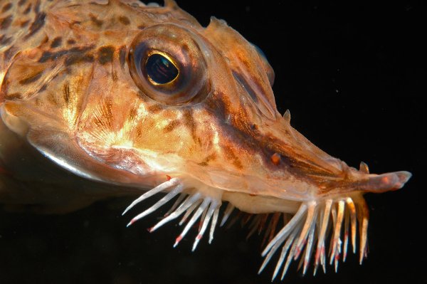 Креветка богомол