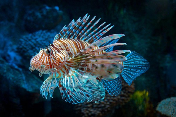 Питание медузы цианея