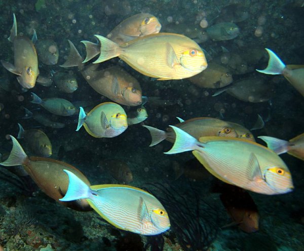 Осьминог иглокожие