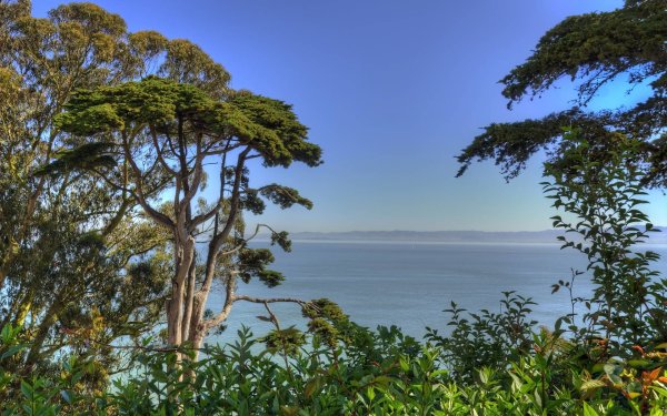 Море деревьев