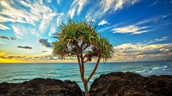 Дерево на берегу