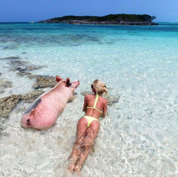 Животные моря