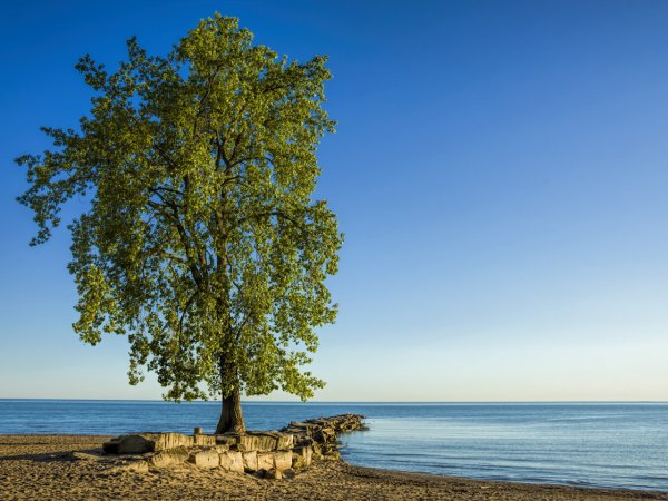 Дерево на берегу моря