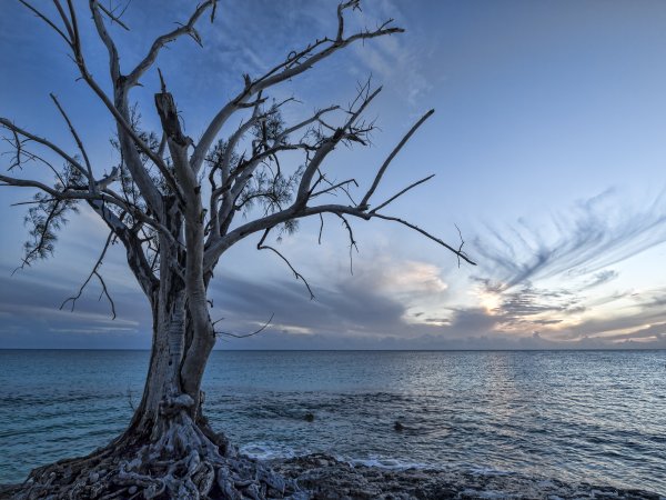 Красивое сухое дерево