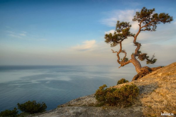 Можжевельник высокий Крымский