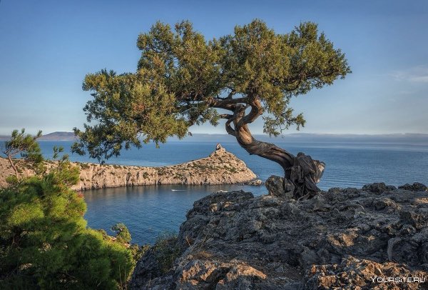 Скалы с деревьями