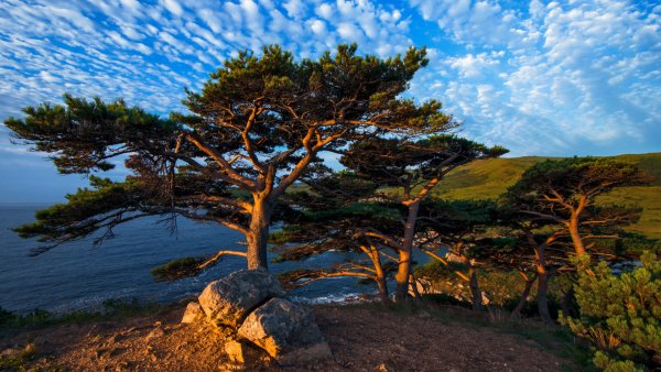 Оливковое дерево у моря