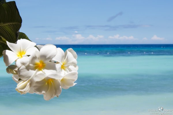 Тропические цветы море