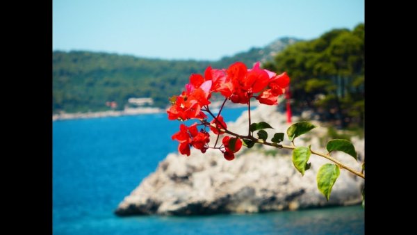 Розы море и горы