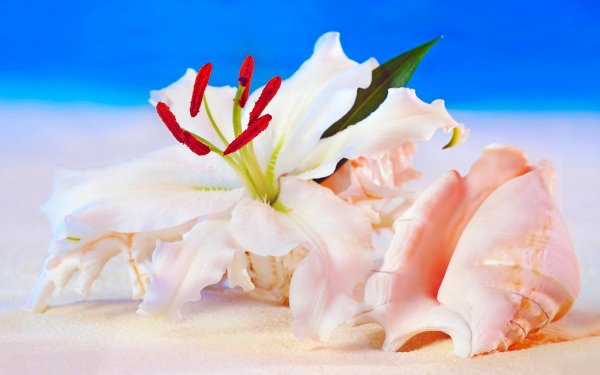 Нежные цветы и море