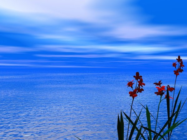 Цветы в воде на океане